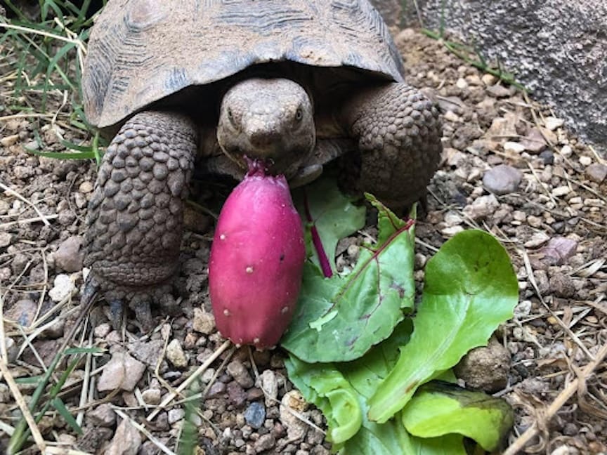 Tucson rescues see growing need for tortoise adopters