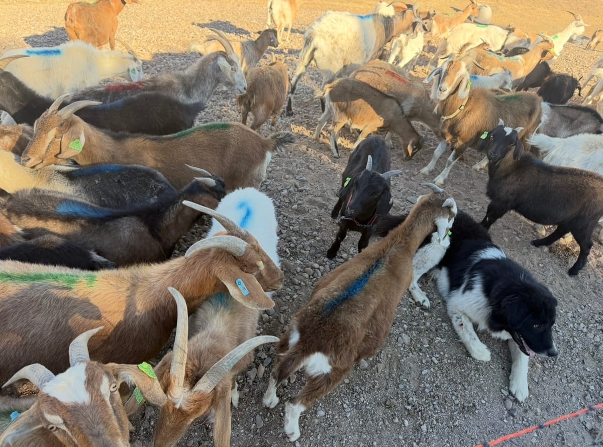 Goats expand role at Tucson’s Sweetwater Wetlands