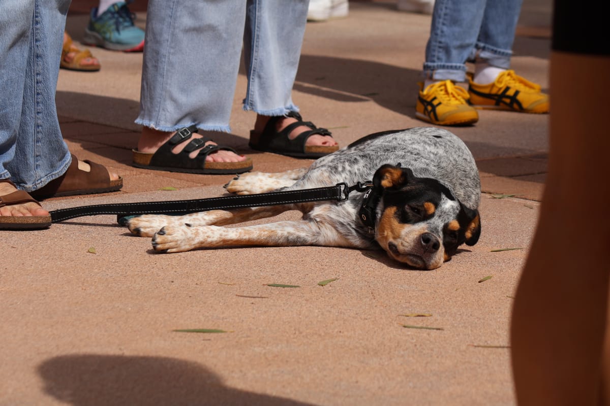 Photos: Dogs of Tucson