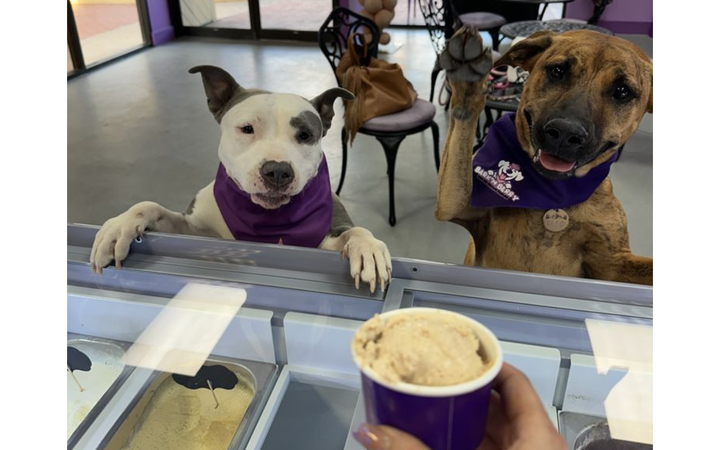 Bark ‘n Berry abre en Tucson con helados y productos para mascotas