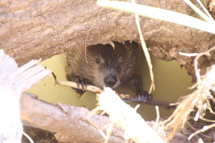 Tucson team tracks decline of San Pedro River beavers