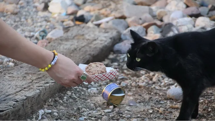 Through cats and community, Tucson woman builds a story of hope