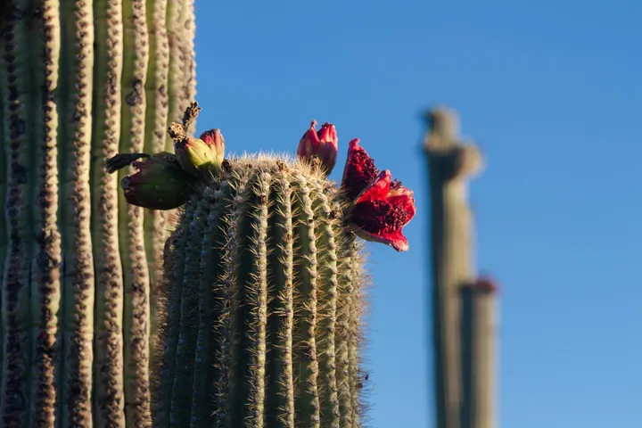 La cosecha de saguaro fortalece tradiciones O’odham